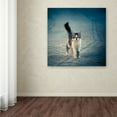 thumbnail image 3 of Trademark Fine Art 'Little One' Canvas Art by Dejan Ilijic, 3 of 3