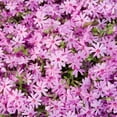 thumbnail image 2 of Direct Gardening Creeping Phlox Emerald Pink Perennial Flowers, Dormant Bare Root, 2 of 6