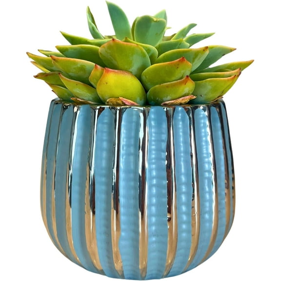 Admired By Nature 4" Ceramic Flower Planter, Ceramic Pot Planter, Indoor Ceramic Bowl, For Indoor Plant Succulent Plant Home Décor, Blue