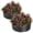 Black, variant on MAROUTE Rustproof Round Metal Raised Garden Bed – Open Bottom, Safety Edge, Easy Assembly, Black, 2x1FT, 2 Pack