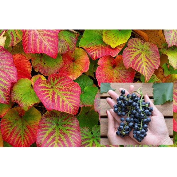 Crimson Glory Grape Vine Seeds for Planting - Stunning Red Variagated Leaf Vine with Fruits