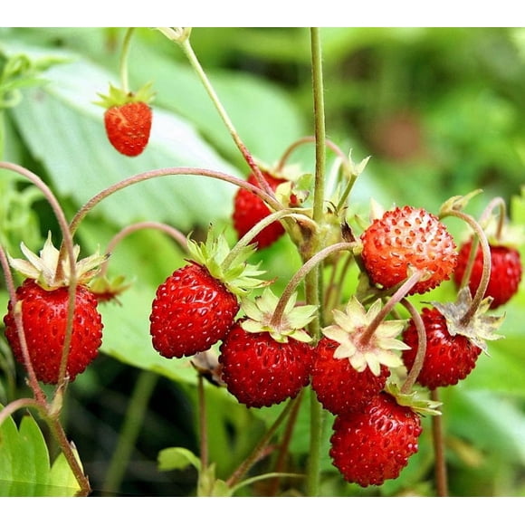 HJADGG Alpine Strawberry Four Seasons Seeds Non GMO Heirloom Everbearing All Year Round Organic 100 Seeds