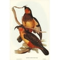 thumbnail image 2 of Gould, John 11x14 Black Ornate Wood Framed with Double Matting Museum Art Print Titled - Philip Island Parrot-Nestor productus, 2 of 4