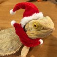 thumbnail image 4 of Reptile Christmas Costume, Cute Breathable Reptile Hat Scarf Machine Washable Adjustable  For Lizard, 4 of 8