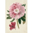thumbnail image 2 of Vision Studio 17x24 White Modern Wood Framed Museum Art Print Titled - Imperial Floral III, 2 of 4