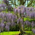 thumbnail image 3 of Brighter Blooms - Wisteria Tree, 4-5 ft. - No Shipping to AK, AZ, HI, OR, WI, 3 of 4