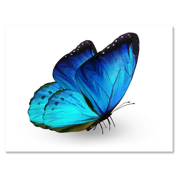 Close Up Of Vibrant Blue Butterfly On White 12 in x 8 in Painting Canvas Art Print, by Designart