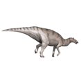 thumbnail image 1 of Edmontosaurus dinosaur, white background Poster Print (32 x 24), 1 of 1