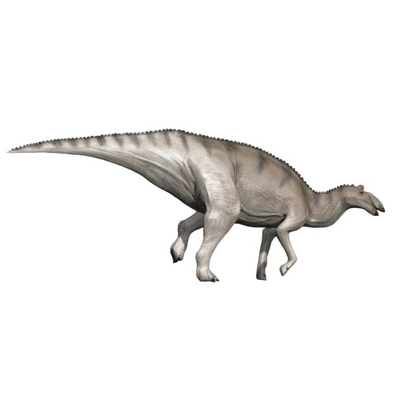 Edmontosaurus dinosaur, white background Poster Print (32 x 24)
