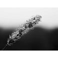 thumbnail image 2 of Aledanda 24x19 White Modern Wood Framed Museum Art Print Titled - Seeds and Water II, 2 of 4