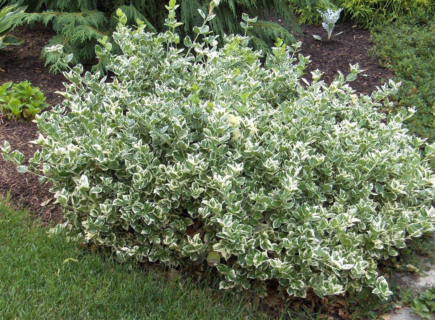 1 Gallon (3.8L) Broadleaf Evergreen Mix 6 Pack