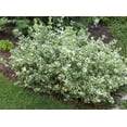 thumbnail image 2 of 2 Gallon Euonymus Emerald Gaiety Shrub, 2 of 5