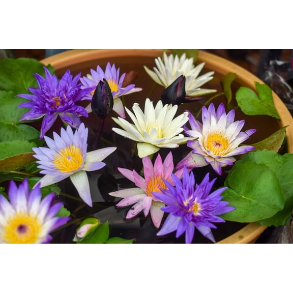 5 * Seeds BOWL LOTUS Mixed Colors Dwarf Nelumbo Nucifera Aquatic Flower Seeds