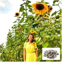 Skyscraper Sunflower Seeds for Planting | 100 Seeds | Rare, Exotic Garden Seeds | Huge 15-20 feet Tall with Giant Sunflowers