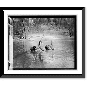 Historic Framed Print, Zoo, black [...], 17-7/8" x 21-7/8"