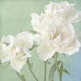 thumbnail image 2 of Stalus, Judy 15x15 Black Ornate Wood Framed with Double Matting Museum Art Print Titled - White Rose, 2 of 4