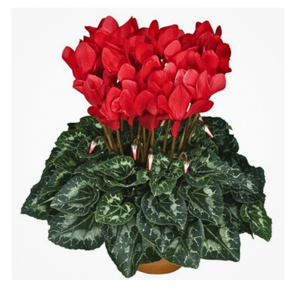 Pack of 2 Red Cyclamen Plant Live, Live Cyclamen Flower Plant, Blooming Flowers, 4 inch Pot for Indoor Planting
