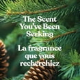 thumbnail image 4 of Yankee Candle Scented Candle, Balsam & Cedar, 20 oz Signature Large Tumbler, 4 of 8