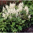 thumbnail image 5 of Classy Groundcovers, Shady White Deer Mix #1: 25 White False Spirea, 25 Lily of the Valley, collection #1 of White Blooming Plants..., 5 of 10