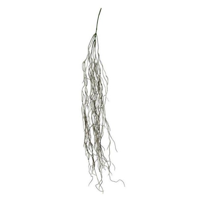 Vickerman FI190687 Arbuste Succulent Traînant Gris de 37 Po