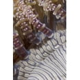 thumbnail image 2 of Shimlock, Jones 23x32 Gold Ornate Wood Framed with Double Matting Museum Art Print Titled - Indonesia, Ringed tentacles of an anemone, 2 of 4