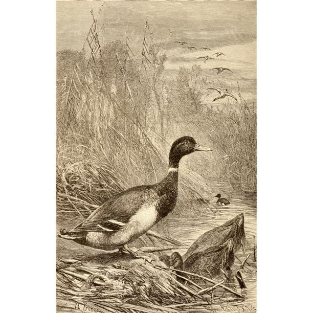 Posterazzi DPI1877765 Canard Sauvage de la Vida de Los Animales Publié en Espagne vers 1885 Poster Print, 11 x 18