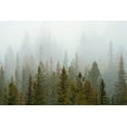 thumbnail image 2 of Jaynes Gallery 24x17 Black Ornate Wood Framed with Double Matting Museum Art Print Titled - Canada-Alberta-Banff National Park Bow Valley forest in fog, 2 of 4
