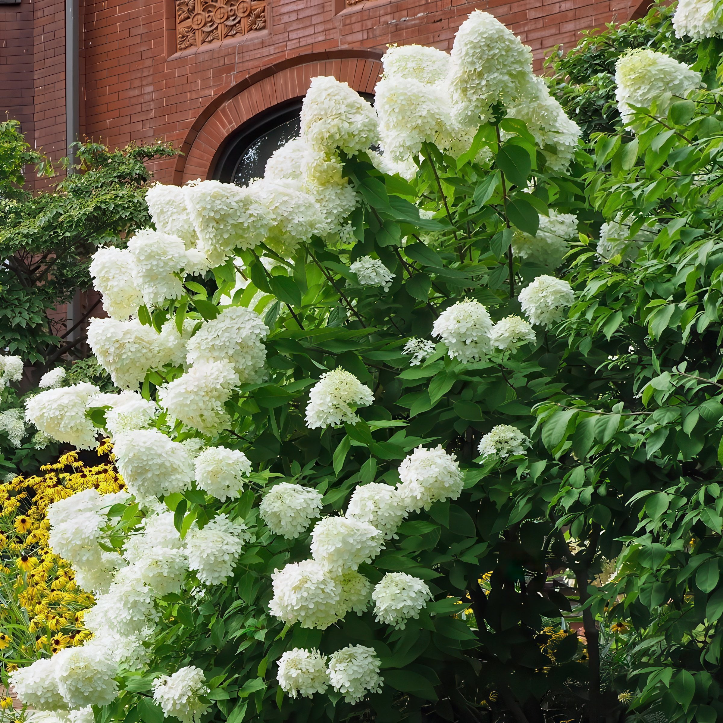 National Plant Network 2 gal Live Tree Hydrangea 'Limelight'