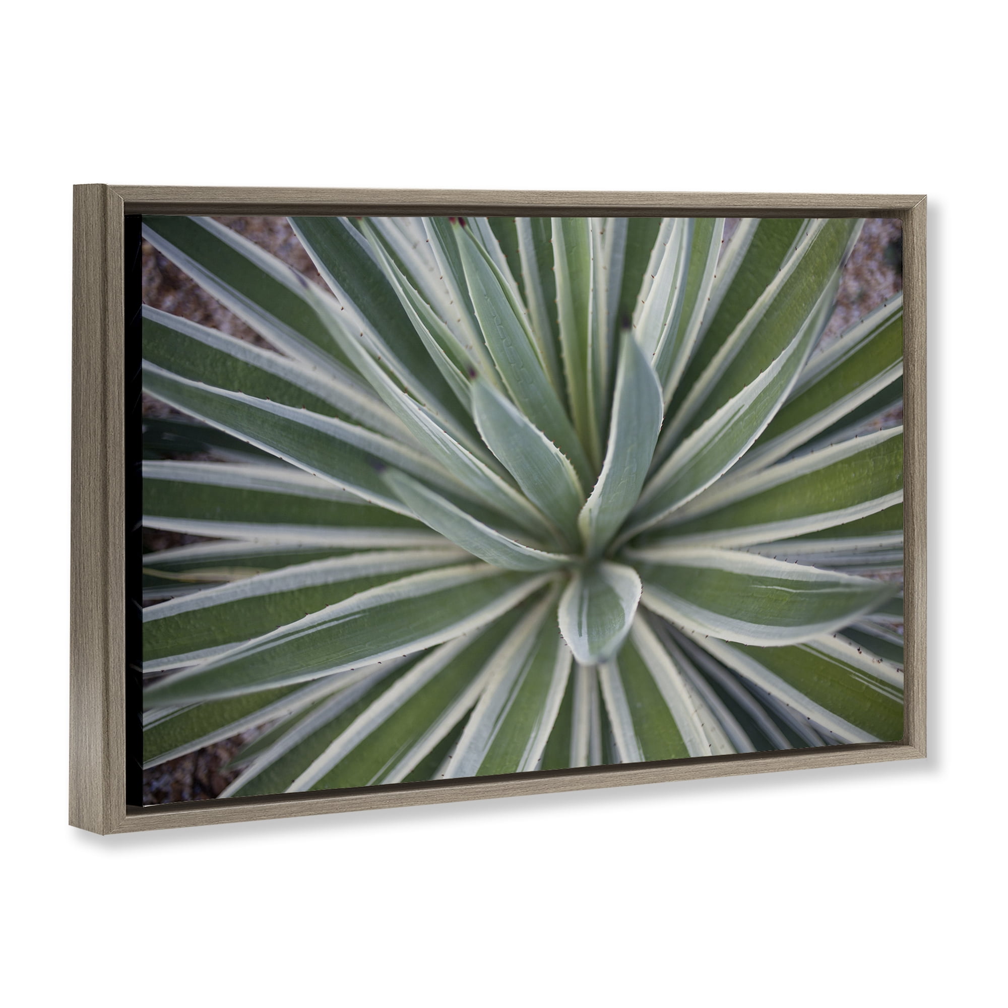 Stupell Industries Centric Succulent Leaves Botanical & Floral Photography Brown Floater Framed Canvas Art Print Wall Art, 31 x 21