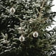 thumbnail image 3 of 12 bolas navideñas de plástico transparente rellenables para colgar., 3 of 6