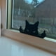 thumbnail image 3 of Decoración de madera para gato con dedo medio, gato negro que mira furtivamente, creativo para patio y jardín, 3 of 9