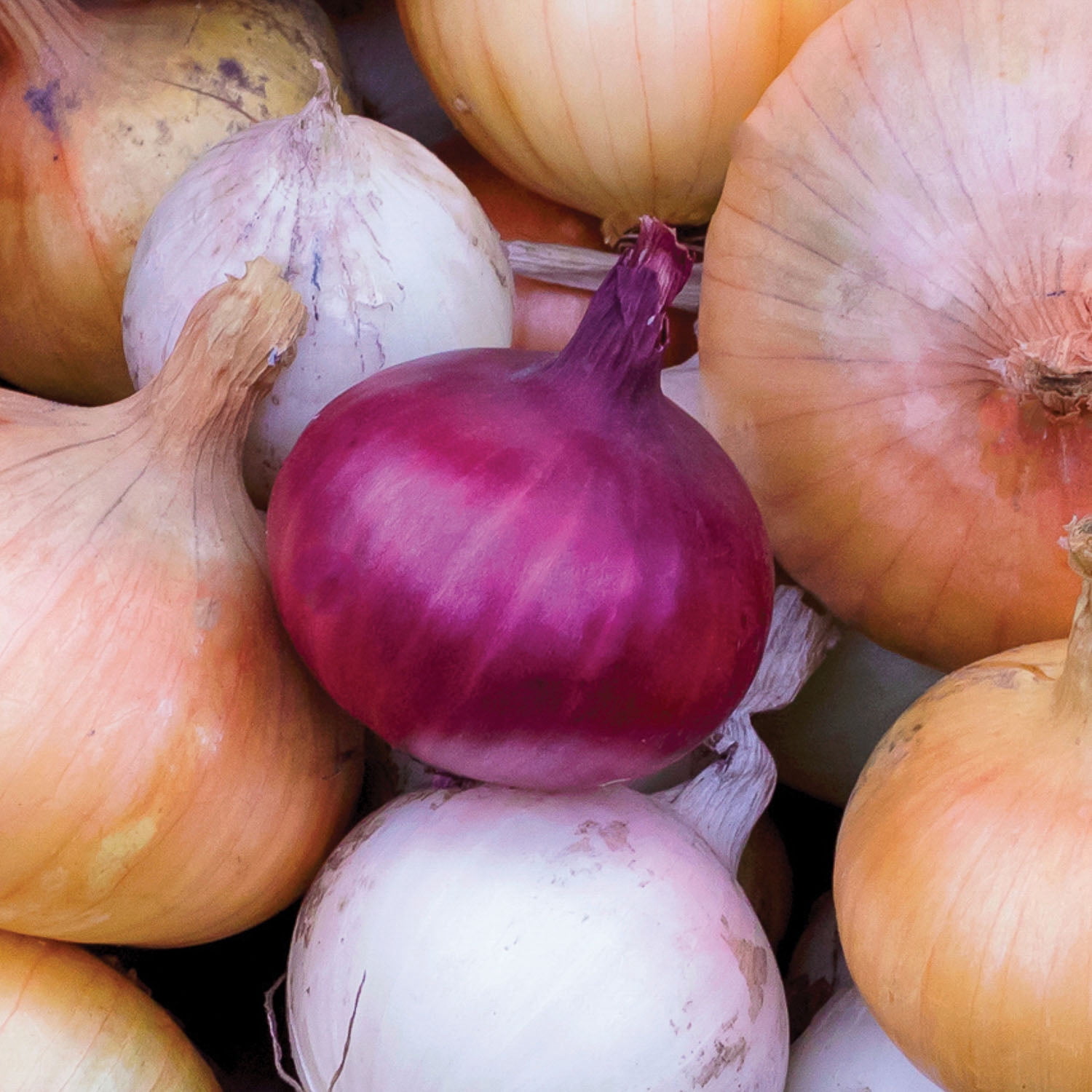 Expert Gardener Multi-Color Onion Harvest Blend Dormant Bulbs (Set of 100)