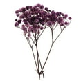 thumbnail image 2 of 1Bag Dyed Natural Real Pressed Dried Flowers/Pressed Leaves For Resin Jewelry Pendant Case arts and crafts DIY Bookmarks decor -, 2 of 7