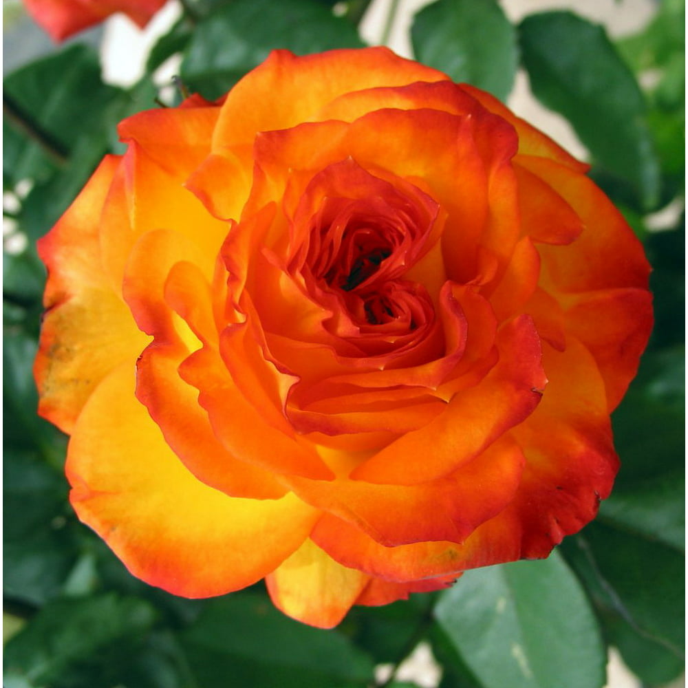 Charisma Floribunda Rose - Burnt Orange - 4