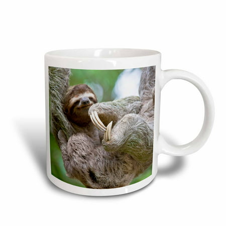 3dRose Brown-Throated Sloth wildlife, Corcovado Costa Rica - SA22 JGS0021 - Jim Goldstein, Ceramic Mug,