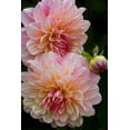 thumbnail image 2 of Carter, Jean 23x32 Black Ornate Wood Framed with Double Matting Museum Art Print Titled - Oregon, Shore Acres SP Dahlia flowers, 2 of 4
