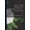 Green, variant on William Wood (born 1656) Of Earlsferry, Scotland And Some Of His John Walter Wood (Paperback)