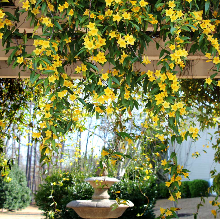 Carolina Jasmine Plant Live for Planting, Yellow Jasmine Climbing Vine Plant for Garden 4 to 6 Inc Tall