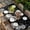 Black White, variant on Dandelion Table Cloths for 4 Foot Rectangle Tables, Black White Modern Country Rustic Plants Patio Waterproof Elastic Fitted Tablecloths, Washable Rectangular Table Cover for Camping