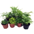 thumbnail image 2 of Mini Ferns for Terrariums/Fairy Garden - 8 Different Plants - 2" Pots, 2 of 2