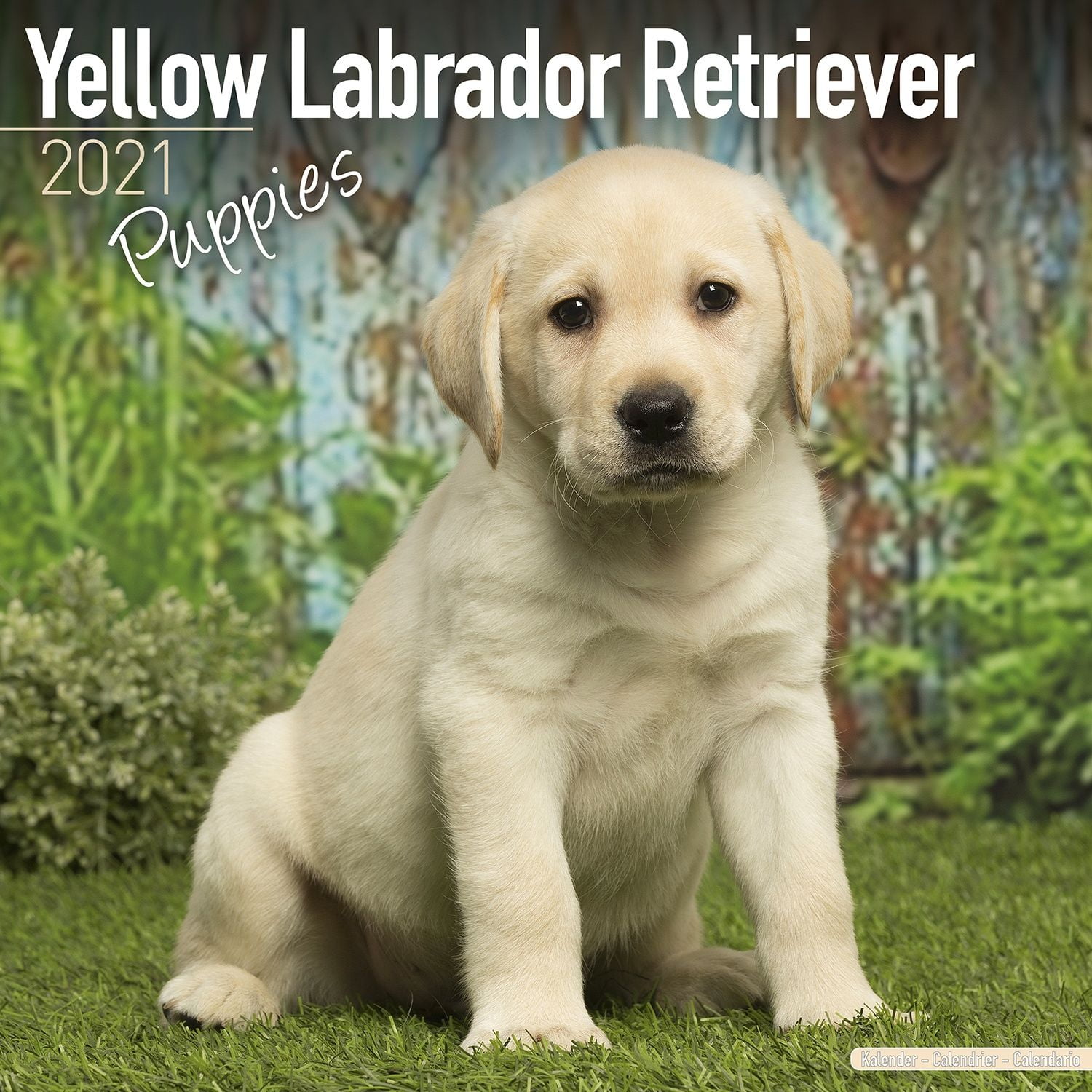 Labrador Puppies Calendar 2021 - Yellow Lab Puppies Dog Breed Calendar