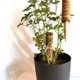 thumbnail image 2 of Estaca para plantas de 2 piezas, estaca de coco, estaca para plantas de 40 cm, palo de coco, para plantas trepadoras y plantas de interior (40 cm), 2 of 5