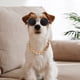 thumbnail image 2 of Disfraz árabe para mascota pequeña: pañuelo decorativo, gafas de sol y collar. Tocado transpirable para mascota. Disfraz de Dubái y Arabia Saudita para perro y gato., 2 of 6