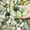 Jade, variant on 20 lbs River Rocks for Landscaping, 2-3 Inch Large Decorative Pebbles for Plants Indoor, Vases, Backyard, Crafting and Garden