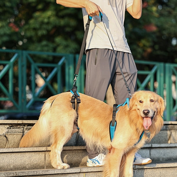 Dog carrying outlet harness
