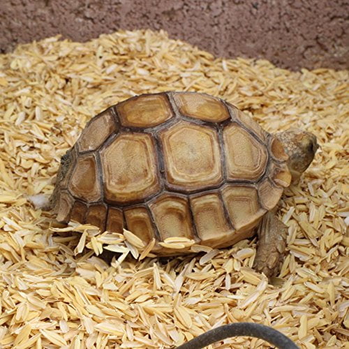 Product image Rice Hulls - Organic Use - 5lb - House Plants – Gardening - Chicken Bedding Nesting