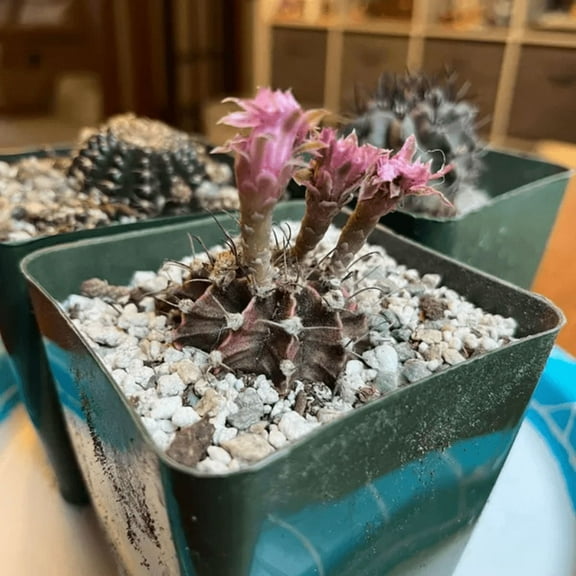 Gymnocalycium Mihanovichii, Chin Cactus, Rare Cactus, Red Cactus, Exotic Plant in 2'', 3" pot