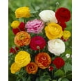 thumbnail image 1 of TACS FLOWER BULBS- MISC RANUNCULUS ASIA (8 BULBS), 1 of 1