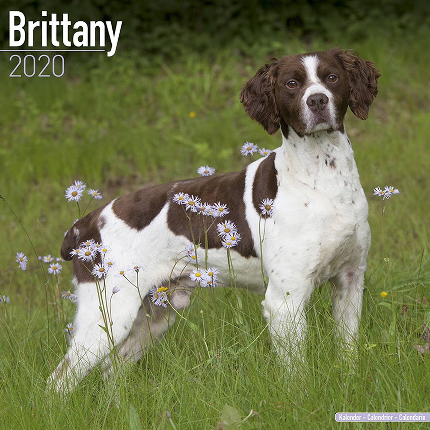 Brittany Calendar 2020 Brittany Dog Breed Calendar Brittanys