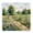 Countryside Flowered Path Fence, variant on Stupell Industries Flower Truck in Antique Blue Black Framed Floater Canvas Wall Art, design by Kim Allen
